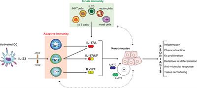 Revisiting the interleukin 17 family of cytokines in psoriasis: pathogenesis and potential targets for innovative therapies